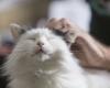 Startup based in Singapore and Malaysia testing drug used to treat cats in race to find Covid-19 cure
