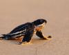 Leatherback sea turtles return to deserted Thai beaches