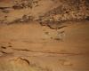 Gazelles reintroduced at Saudi Arabia's AlUla, could pave way for Arabian leopard