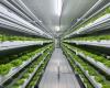 UAE agricultural firm uses technology to help with food security