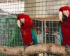 Nearly 300 birds worth €1m seized from Spanish-Moroccan smuggling ring