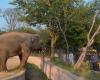 Pakistan to relocate lonely elephant to Cambodian wildlife sanctuary