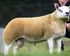 Lamb sells for ‘obscene’ record price of nearly £368,00