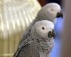 Five foul-mouthed parrots separated at zoo after swearing at each other