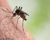 Dengue recoverers are immune to Corona – Saudi Arabia News