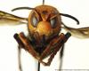 Washington state declares war on the “killer hornet” before it enters...