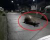 Video: A huge sea elephant roams the streets of Chile at...