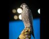 Two falcons were sold for more than a quarter of a...