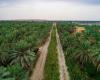 “Guinness” records Saudi Al-Ahsa Oasis as the largest oasis in the...