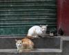 Killing cats on the streets of Saudi Arabia by putting poison...