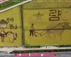 Rice paddies become artworks in South Korea