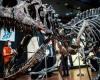 A “allosaur” dinosaur skeleton was displayed for sale in auction in...