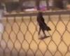 Watch a “miserable Saudi girl” trying to commit suicide on the...