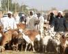 Sudan criticizes Saudi Arabia’s imposition of a livestock ban
