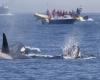 Killer whales target boats in revenge attacks in Spain