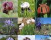 The primordial iris probably had purple flowers that were pollinated by...