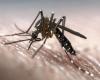 Science bites back as lab discovers why human blood attracts mosquitos