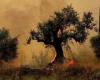 Fires turn olive trees into ashes before they are harvested