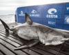 Discovery of a 50-year-old gigantic shark – thought and art –...