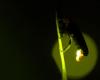 Fireflies love to sync their blinking lights. Now we finally...