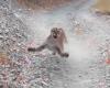 Watch a mountain lion chase a man for 6 terrifying minutes...