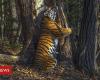 The hugging tiger of the hidden camera wins the Wildlife Photo...