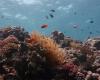 Global warming is killing half of the corals on the Great...