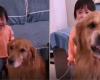 Golden retriever protects mother’s pigtail girl and goes viral