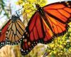 Scientists use butterflies to spread tiny sensors over large areas