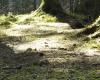 What forest floor playgrounds teach us about children and germs