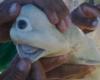 One-eyed “cyclops” baby shark discovered by fishermen in Indonesia