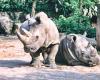 Only two northern white rhinos are left. And they are...