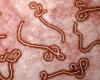 Antibody treatment becomes the first FDA-approved drug for Ebola