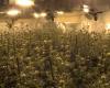 Spain: Marijuana’s paradise for European drug traffickers