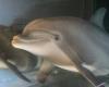 Robotic dolphins replace animals in theme parks in the future