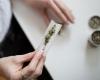 Legal cannabis in New Zealand? Kiwis are voting on more...