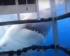 Video: White shark attacks cage with three tourists who were diving