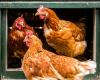 Dutch poultry farmers have to house animals because of bird flu...