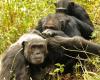 Chimpanzees become more selective with friends during aging, says study |...
