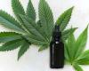 Study Suggests Cannabis May Reduce OCD Symptoms In Half In The...