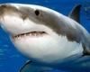 “Shark” attacks 3 people in “Ras Mohammed” – Saudi Arabia News