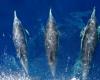 Pandemic calm helps people eavesdrop on rare dolphins