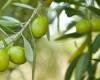 Increase in production of fruit sectors in Morocco