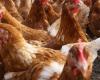Bird flu at poultry farm in Altforst