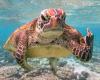 Turtle showing “middle finger” wins world photo contest