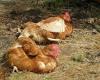 Also ‘lockdown’ for poultry due to bird flu virus
