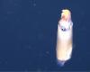 EbeneMagazine – EN – Elusive squid seen alive in its natural...