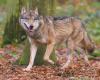 In 20 years 128 wolf packs and 35 wolf pairs in...