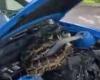 Ten feet long Burmese python found under the hood of a...