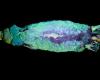 Platypuses glow an eerie blue-green under UV light